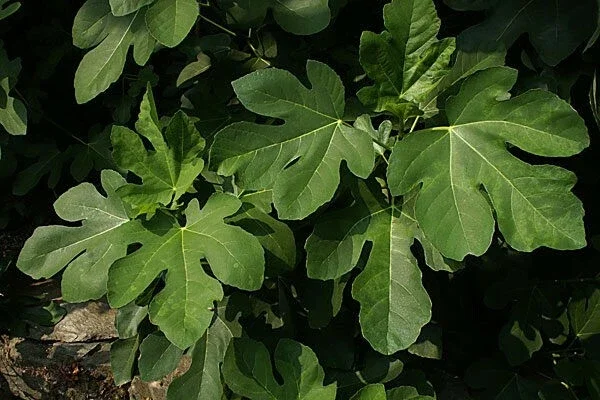 Olympian Fig Tree Live Plant - Fruiting Ficus Carica - Outdoor Edible Fruit Tree Olympian Fig Tree Live Plant - Fruiting Ficus Carica - Outdoor Edible Fruit Tree - Image 3
