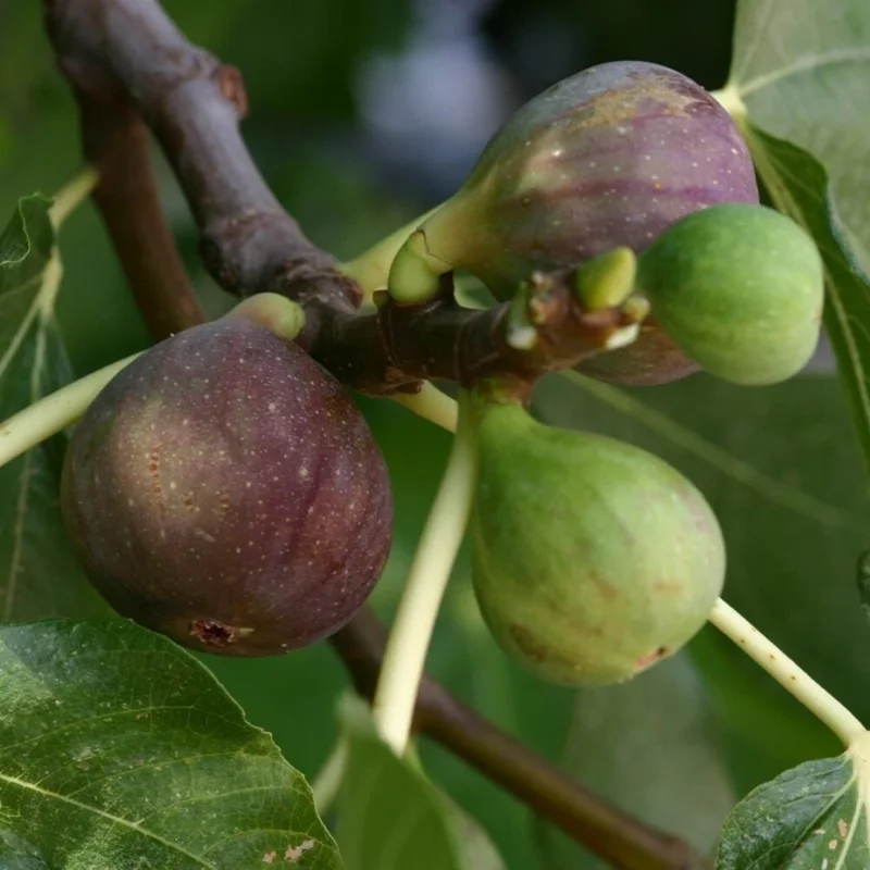 Olympian Fig Tree Live Plant - Fruiting Ficus Carica - Outdoor Edible Fruit Tree Olympian Fig Tree Live Plant - Fruiting Ficus Carica - Outdoor Edible Fruit Tree - Image 4