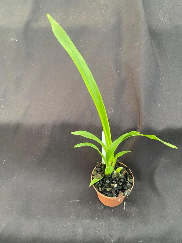 Oncidesa Gower Ramsey Dancing Lady Orchid Live Plant, 2.5" Pot - Image 2