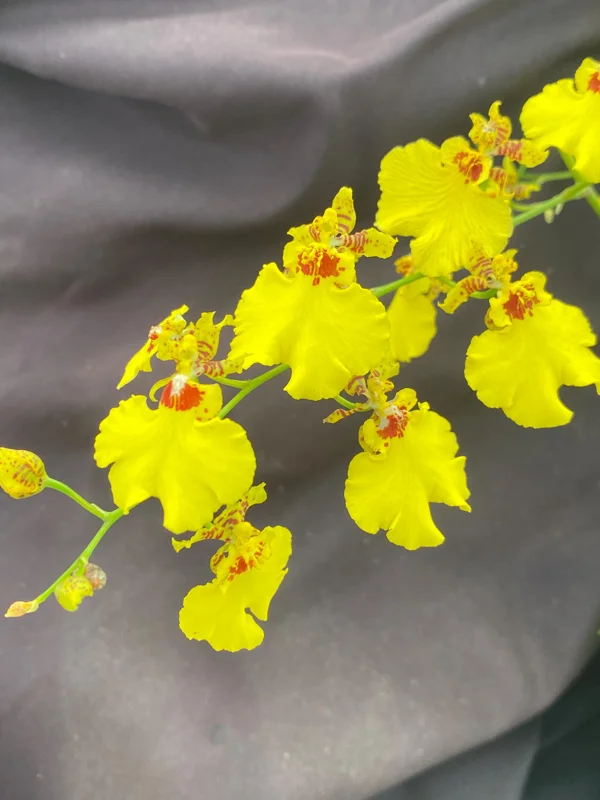 Oncidesa Gower Ramsey Dancing Lady Orchid Live Plant, 2.5" Pot - Image 1