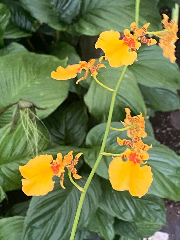 Oncidium Gower Ramsey 'Orange Delight' Live Orchid Plant – Orange Dancing Lady – 2.5" Pot - Image 2