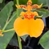 Oncidium Gower Ramsey 'Orange Delight' Live Orchid Plant – Orange Dancing Lady – 2.5" Pot Oncidium Gower Ramsey 'Orange Delight' Live Orchid Plant – Orange Dancing Lady – 2.5" Pot - Image 1