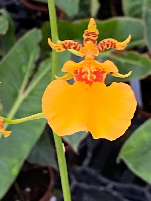 Oncidium Gower Ramsey 'Orange Delight' Live Orchid Plant – Orange Dancing Lady – 2.5" Pot - Image 1