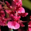 Oncidium Heaven Scent 'Redolence' Orchid Live Plant – Fragrant – 2.5 inch Pot Oncidium Heaven Scent 'Redolence' Orchid Live Plant – Fragrant – 2.5 inch Pot - Image 1