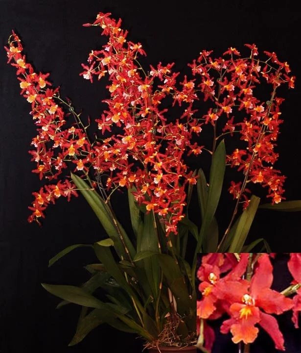Oncidium Orchid 'Fireside Fever' Live Plant – 2.5 inch Pot – Indoor Flowering - Image 1
