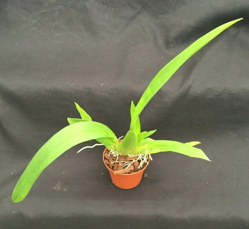 Oncidium Pacific Panache 'Fireside Fever' Orchid Live Plant - 2.5" Pot - Image 2