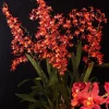 Oncidium Pacific Panache 'Fireside Fever' Orchid Live Plant - 2.5" Pot - Image 1