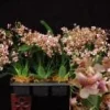 Oncidium Pacific Sunrise 'Hakalau' Fragrant Orchid Live Plant - Compact, 2.5" Pot Oncidium Pacific Sunrise 'Hakalau' Fragrant Orchid Live Plant - Compact, 2.5" Pot - Image 1