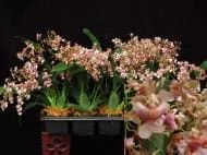 Oncidium Pacific Sunrise 'Hakalau' Fragrant Orchid Live Plant - Compact, 2.5" Pot - Image 1