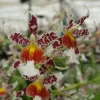 Oncidium Rex's Luck 'Firefly' Orchid Live Plant – 2.5" Pot – Fragrant Indoor Flower - Image 1