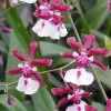 Oncidium Sharry Baby 'Sweet Fragrance' Live Orchid Plant - Chocolate Scented Oncidium Sharry Baby 'Sweet Fragrance' Live Orchid Plant - Chocolate Scented - Image 1