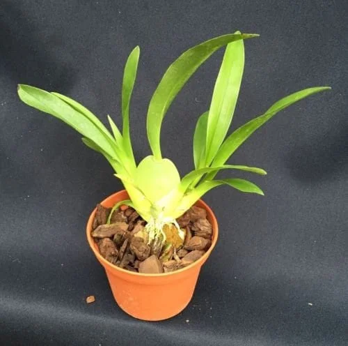 Oncidium Twinkle 'Fantasy' Miniature Orchid - Live Plant - 2.5" Pot - Image 2