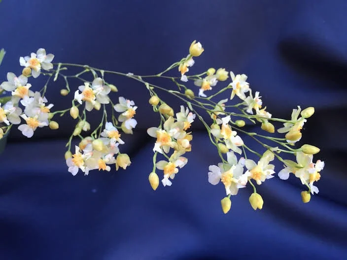 Oncidium Twinkle 'Fantasy' Miniature Orchid - Live Plant - 2.5" Pot - Image 1