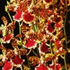 Oncostele Everglades Elegance 'Nancy Lee' Orchid Live Plant, 2.5" Pot - Image 1