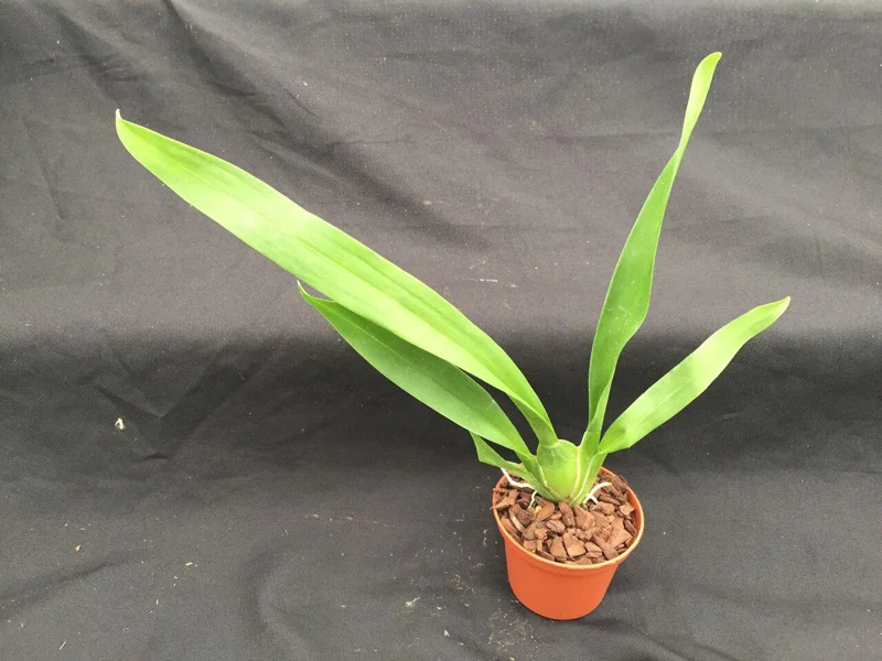 Oncostele Eye Candy 'Penny Candy' Orchid Live Plant, 2.5" Pot, Indoor - Image 2