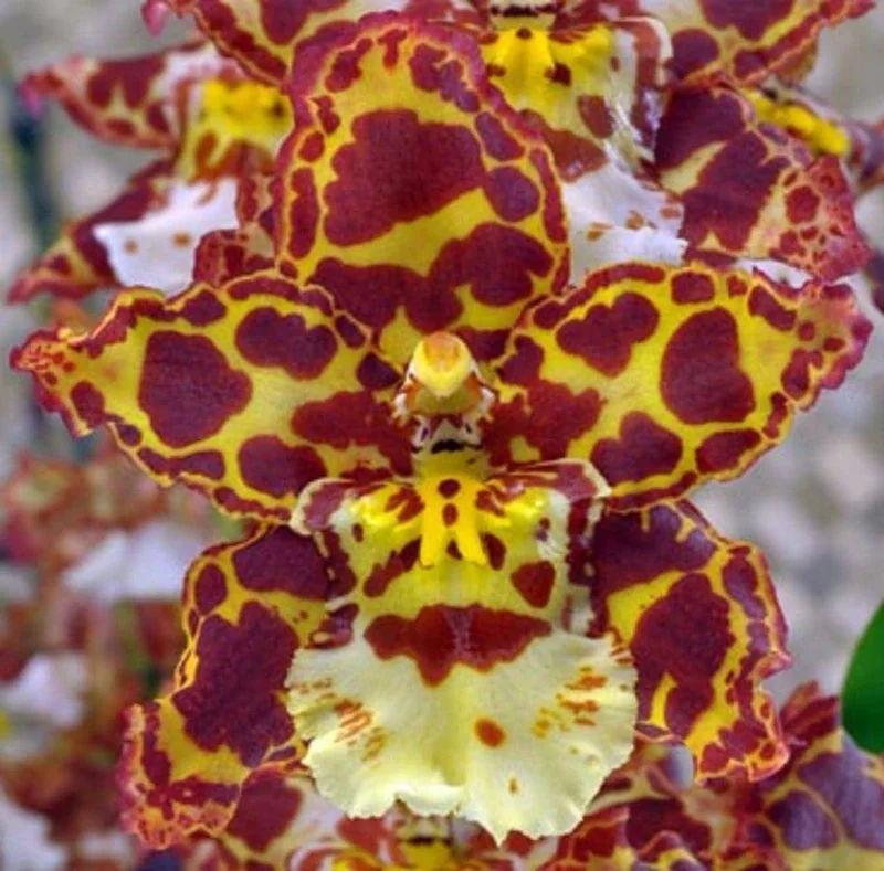 Oncostele Eye Candy 'Penny Candy' Orchid Live Plant, 2.5" Pot, Indoor - Image 1
