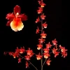 Oncostele Pacific Heat Orchid Live Plant - 2.5 inch Pot - Indoor Orchid Oncostele Pacific Heat Orchid Live Plant - 2.5 inch Pot - Indoor Orchid - Image 1