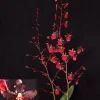 Oncostele Succubus 'Night Shift' Orchid Live Plant – Oncidium Type – 2.5 inch Pot – Indoor - Image 1