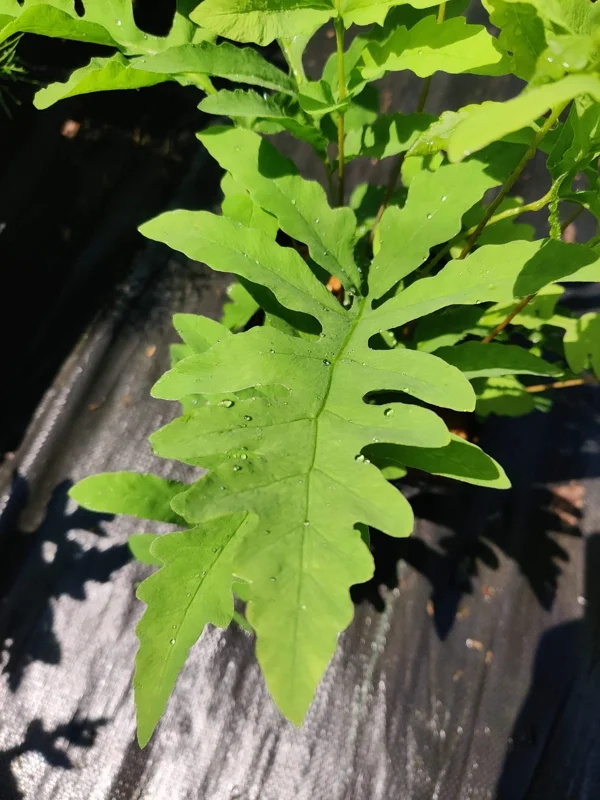 Onoclea Sensibilis Mature Live Plant - Sensitive Fern Perennial in 5.25" Pot Onoclea Sensibilis Mature Live Plant - Sensitive Fern Perennial in 5.25" Pot - Image 2