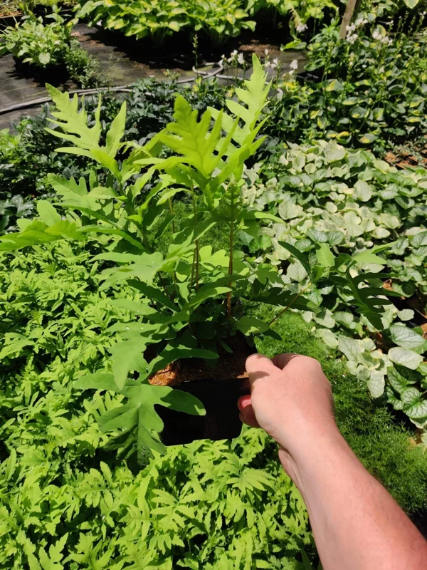 Onoclea Sensibilis Mature Live Plant - Sensitive Fern Perennial in 5.25" Pot Onoclea Sensibilis Mature Live Plant - Sensitive Fern Perennial in 5.25" Pot - Image 3