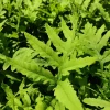 Onoclea Sensibilis Mature Live Plant - Sensitive Fern Perennial in 5.25" Pot - Image 1