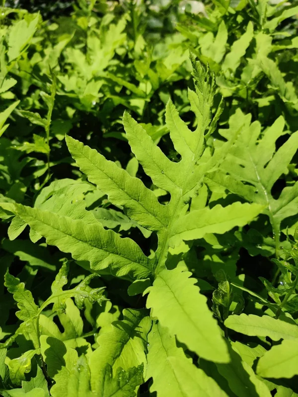Onoclea Sensibilis Mature Live Plant - Sensitive Fern Perennial in 5.25" Pot Onoclea Sensibilis Mature Live Plant - Sensitive Fern Perennial in 5.25" Pot - Image 1