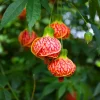 Orange Abutilon Live Plant 4-8 Inch – Tropical Flowering Maple - Image 1