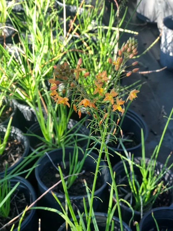 Orange Bulbine Live Plant - 1 Gallon Pot - Outdoor Perennial Flower - Image 1