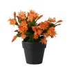Orange Easter Cactus Live Plant 4-6 Inch - Spring Blooming Houseplant, Easy Care Indoor - Image 1