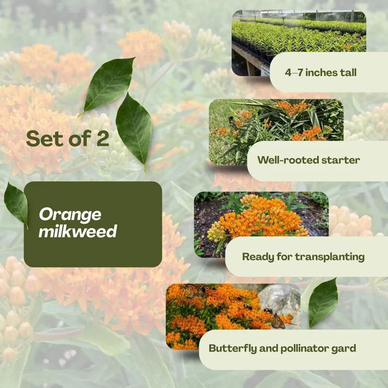 Orange Milkweed Live Plants - 2-Pack, 4-7 inch Tall, Asclepias Tuberosa, Outdoor Orange Milkweed Live Plants - 2-Pack, 4-7 inch Tall, Asclepias Tuberosa, Outdoor - Image 3