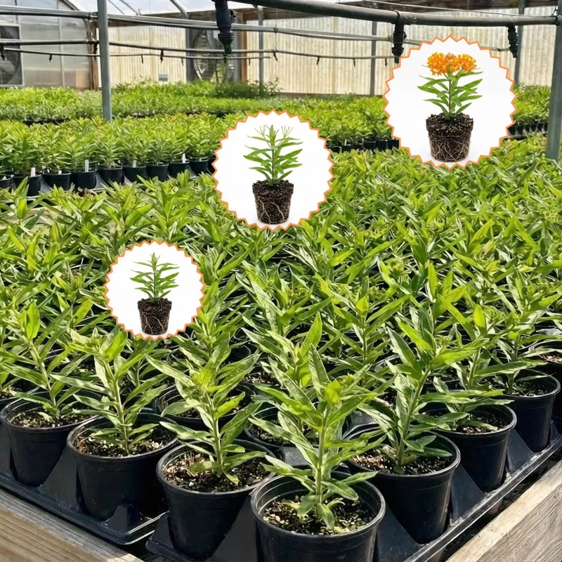 Orange Milkweed Live Plants - 2-Pack, 4-7 inch Tall, Asclepias Tuberosa, Outdoor Orange Milkweed Live Plants - 2-Pack, 4-7 inch Tall, Asclepias Tuberosa, Outdoor - Image 5