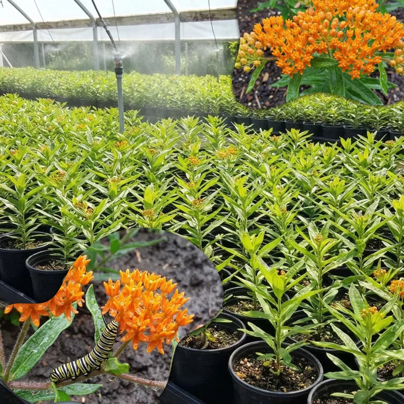 Orange Milkweed Live Plants - 2-Pack, 4-7 inch Tall, Asclepias Tuberosa, Outdoor Orange Milkweed Live Plants - 2-Pack, 4-7 inch Tall, Asclepias Tuberosa, Outdoor - Image 6