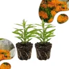 Orange Milkweed Live Plants - 2-Pack, 4-7 inch Tall, Asclepias Tuberosa, Outdoor - Image 1