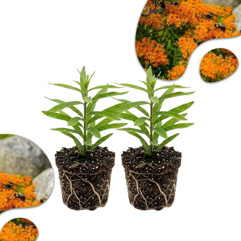 Orange Milkweed Live Plants - 2-Pack, 4-7 inch Tall, Asclepias Tuberosa, Outdoor Orange Milkweed Live Plants - 2-Pack, 4-7 inch Tall, Asclepias Tuberosa, Outdoor - Image 1