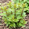 Orange Mint Herb Plant - Live Plant, Fragrant Edible Leaves, 3.5-inch Pot, 3-5 Inches Tall, Outdoor - Image 1