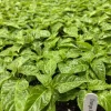 Orange Scotch Bonnet Chili Pepper Live Plants - Super Hot, Lot of 3 - Image 1