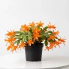 Orange Thanksgiving Cactus Live Plant, Zygocactus, 4 Inch Pot, Holiday Bloomer - Image 1