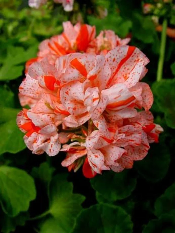 Orange White Geranium Seeds - Perennial Flower Seeds for Garden, 10 Count - Image 2