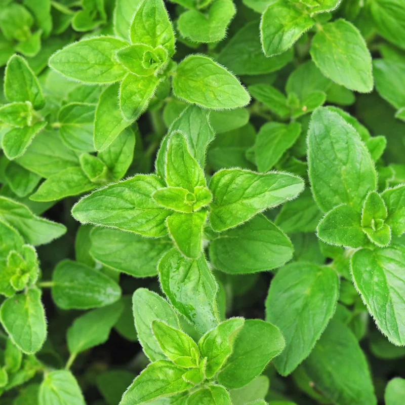 Oregano Live Plant 3.5-inch Pot – Fresh Culinary Herb, Fragrant Edible Leaves - Image 1
