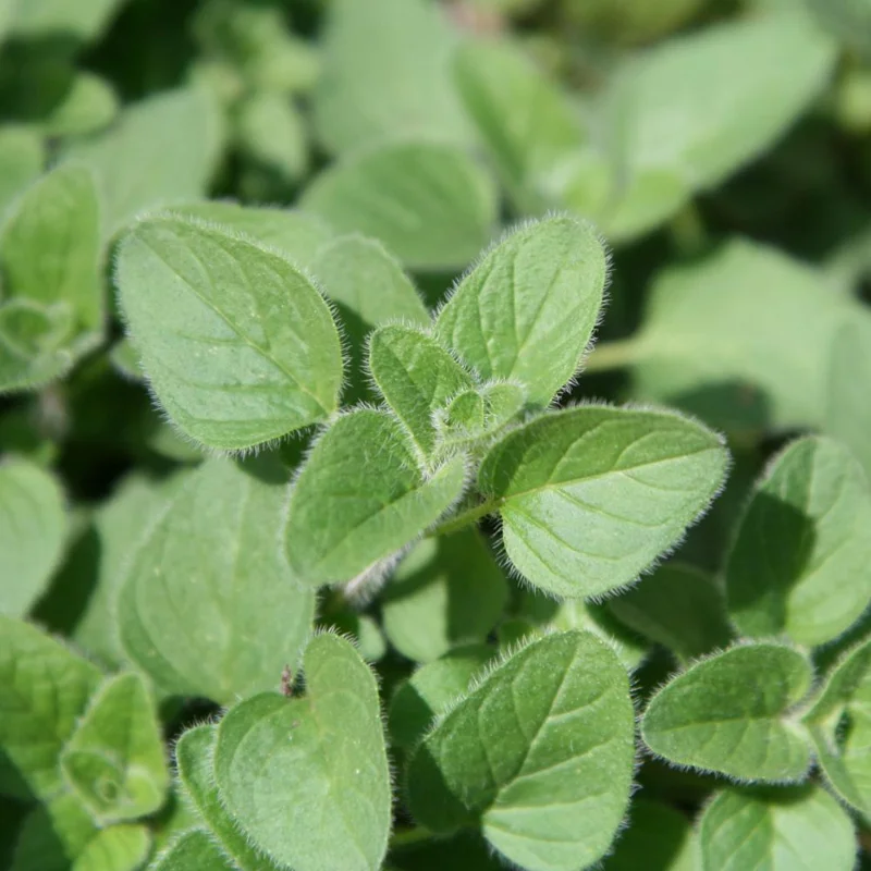 Oregano Live Plant 3.5-inch Pot – Fresh Culinary Herb, Fragrant Edible Leaves - Image 2