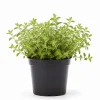 Oregano Live Plant – Fragrant Herb in 3.5 Inch Pot, 3-6 Inches Tall - Image 1