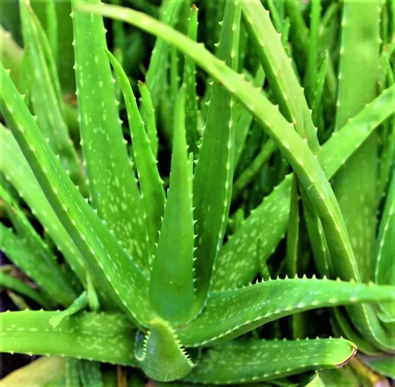 Organic Aloe Vera Live Plant – Potted Starter – 6-8 Inch Tall – Indoor/Outdoor Succulent - Image 2