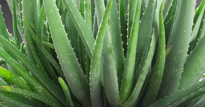 Organic Aloe Vera Live Plant – Potted Starter – 6-8 Inch Tall – Indoor/Outdoor Succulent - Image 1