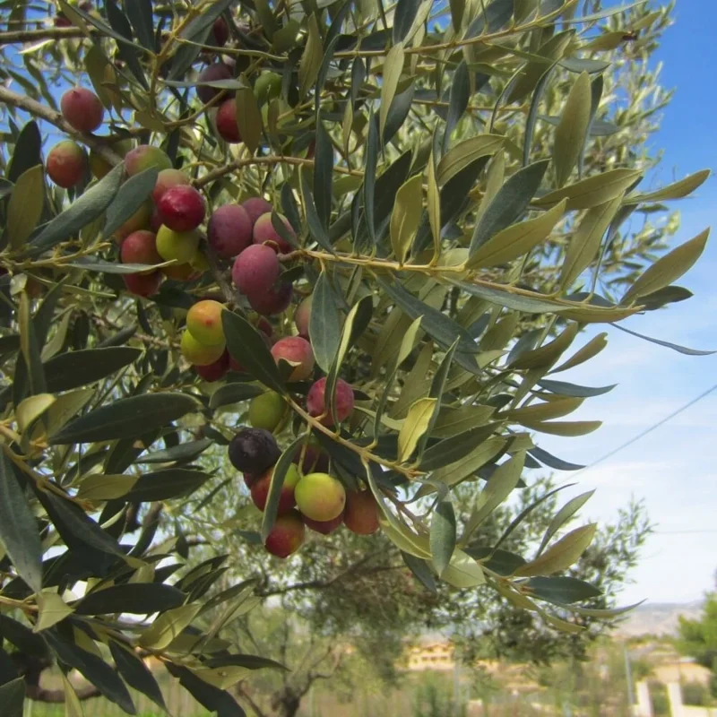Organic Arbequina Olive Tree Live Starter Plant – Outdoor/Indoor - Image 2
