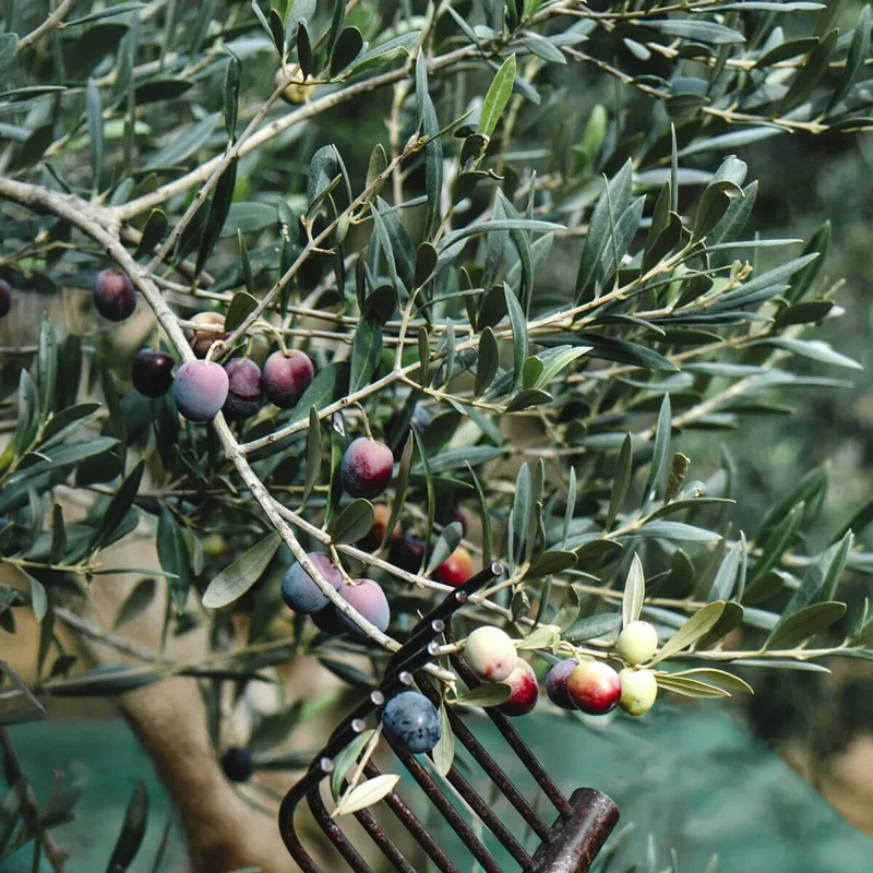 Organic Arbequina Olive Tree Live Starter Plant – Outdoor/Indoor Organic Arbequina Olive Tree Live Starter Plant – Outdoor/Indoor - Image 3