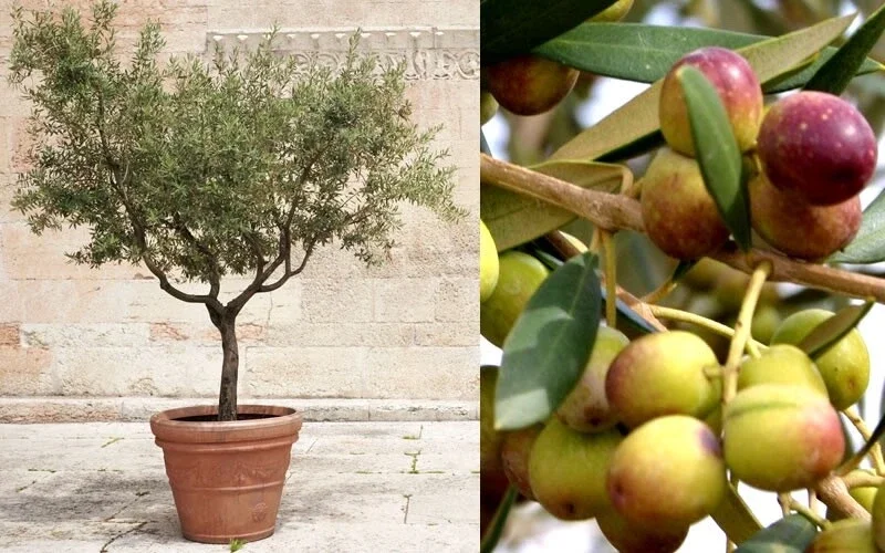 Organic Arbequina Olive Tree Live Starter Plant – Outdoor/Indoor Organic Arbequina Olive Tree Live Starter Plant – Outdoor/Indoor - Image 4