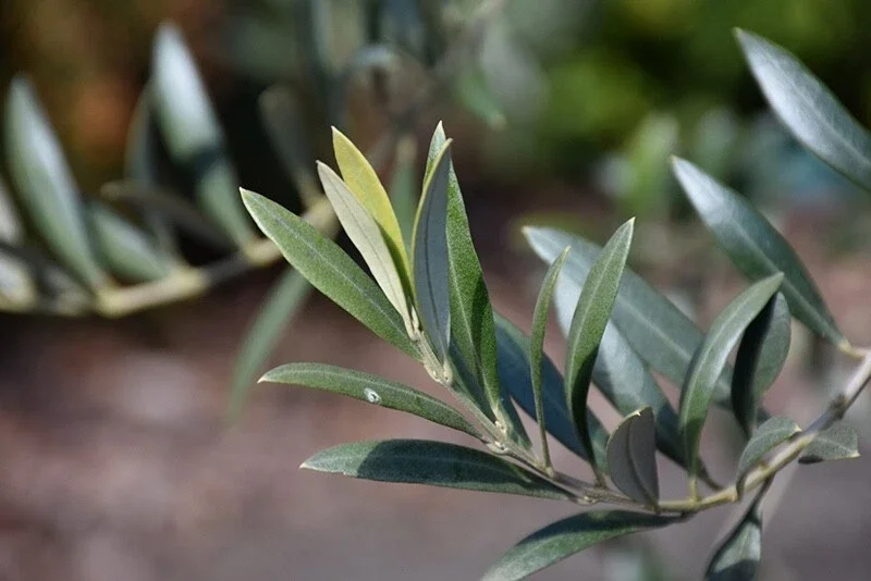 Organic Arbequina Olive Tree Live Starter Plant – Outdoor/Indoor Organic Arbequina Olive Tree Live Starter Plant – Outdoor/Indoor - Image 5