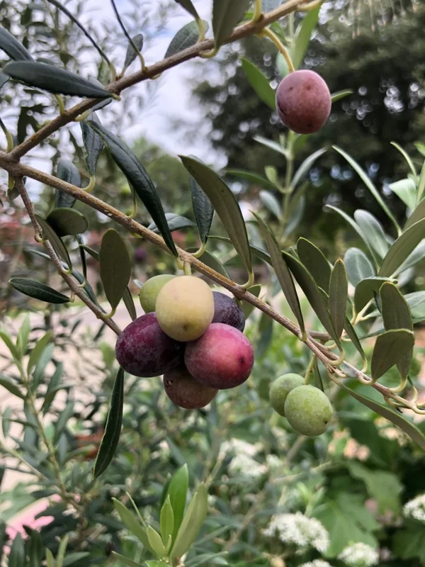 Organic Arbequina Olive Tree Live Starter Plant – Outdoor/Indoor - Image 1