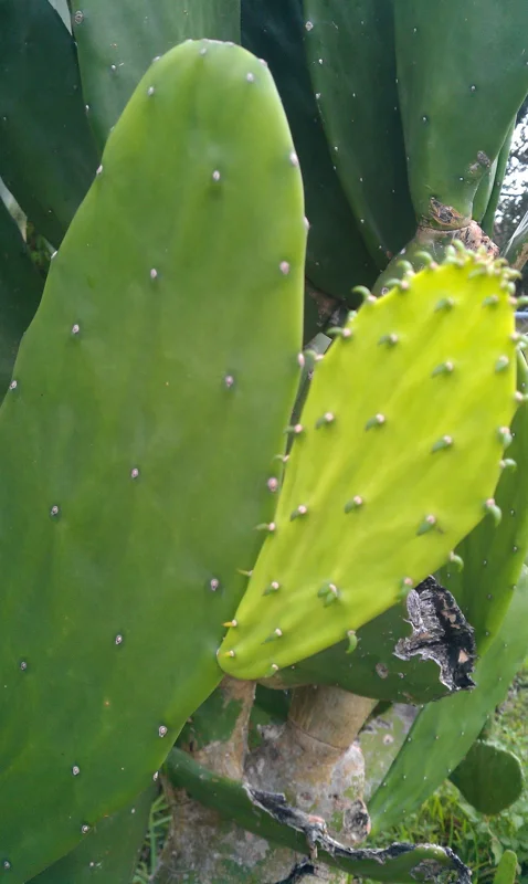 Organic Edible Cactus Pads – Fresh Bulk Superfood – 3 Pound for Tortoises & Iguanas - Image 2