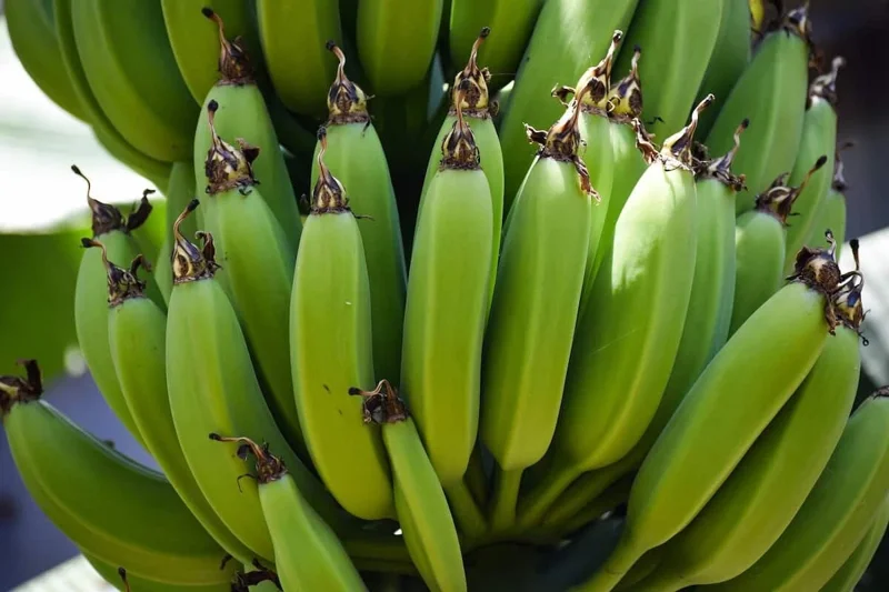 Organic Gran Nain Banana Tree - Live Starter Plant - Musa - Image 2
